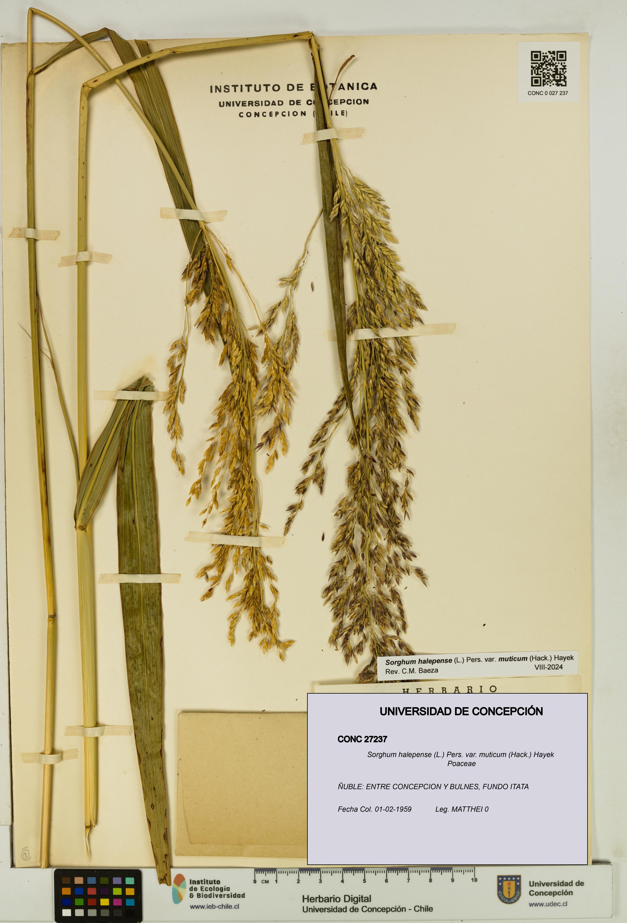 Sorghum halepense var. muticum [Espécimen: UDEC:CONC:0027237]