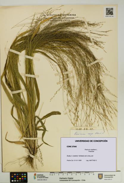 Panicum capillare [Espécimen: UDEC:CONC:0027242]