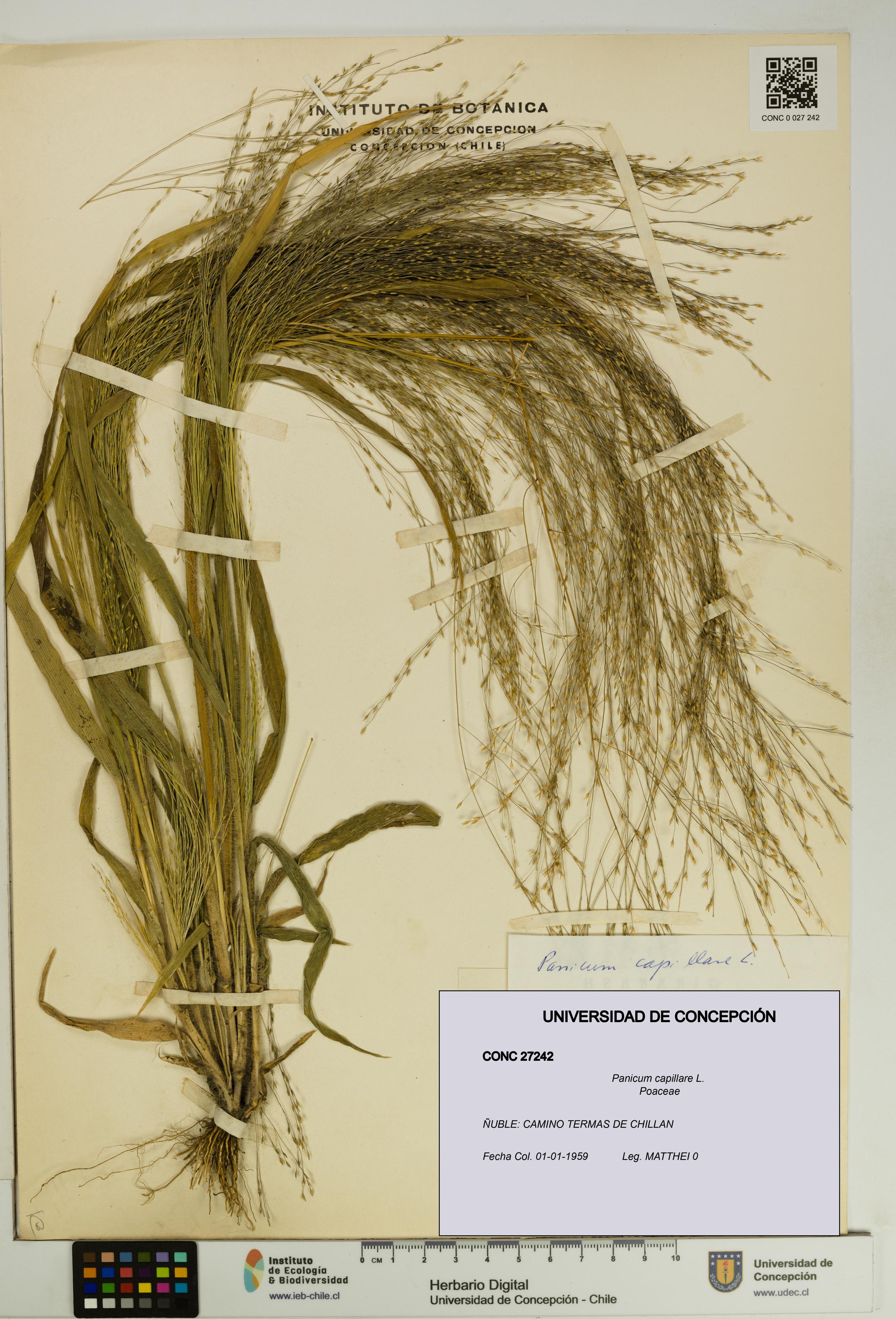 Panicum capillare [Espécimen: UDEC:CONC:0027242]