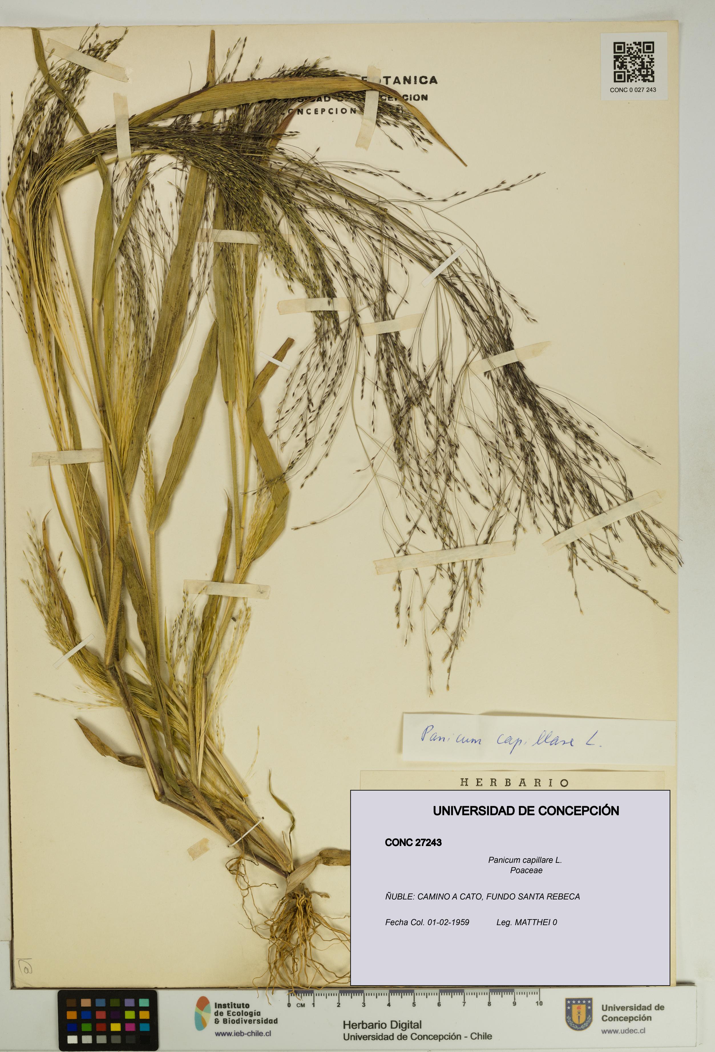 Panicum capillare [Espécimen: UDEC:CONC:0027243]