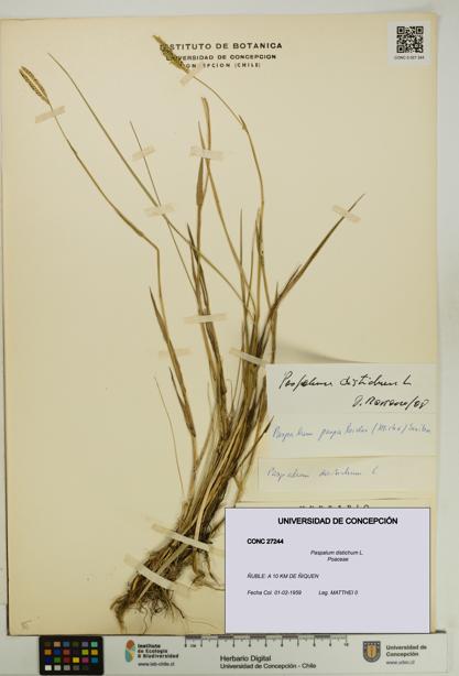 Paspalum distichum [Espécimen: UDEC:CONC:0027244]