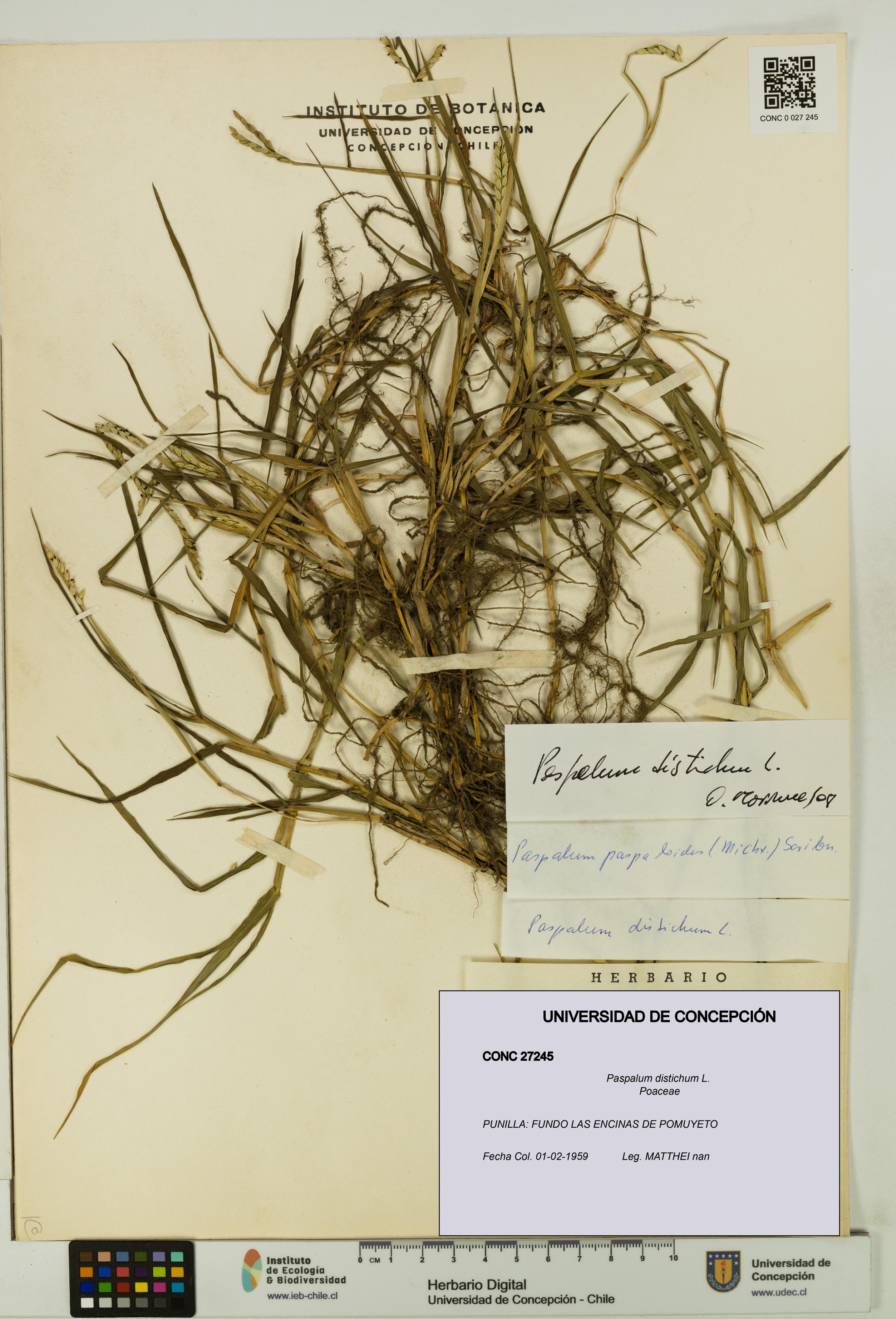 Paspalum distichum [Espécimen: UDEC:CONC:0027245]