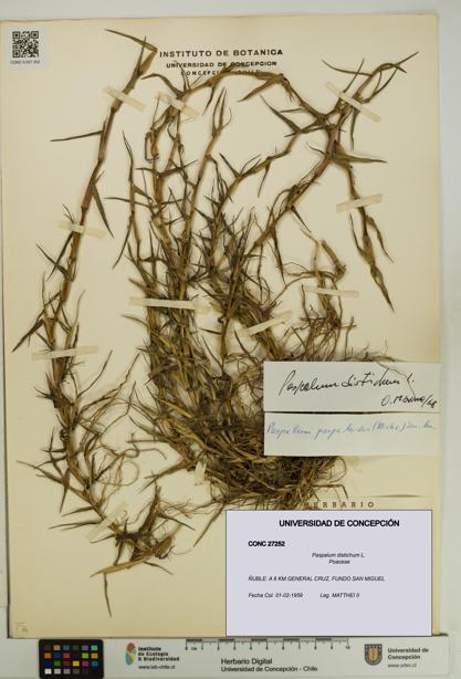 Paspalum distichum [Espécimen: UDEC:CONC:0027252]