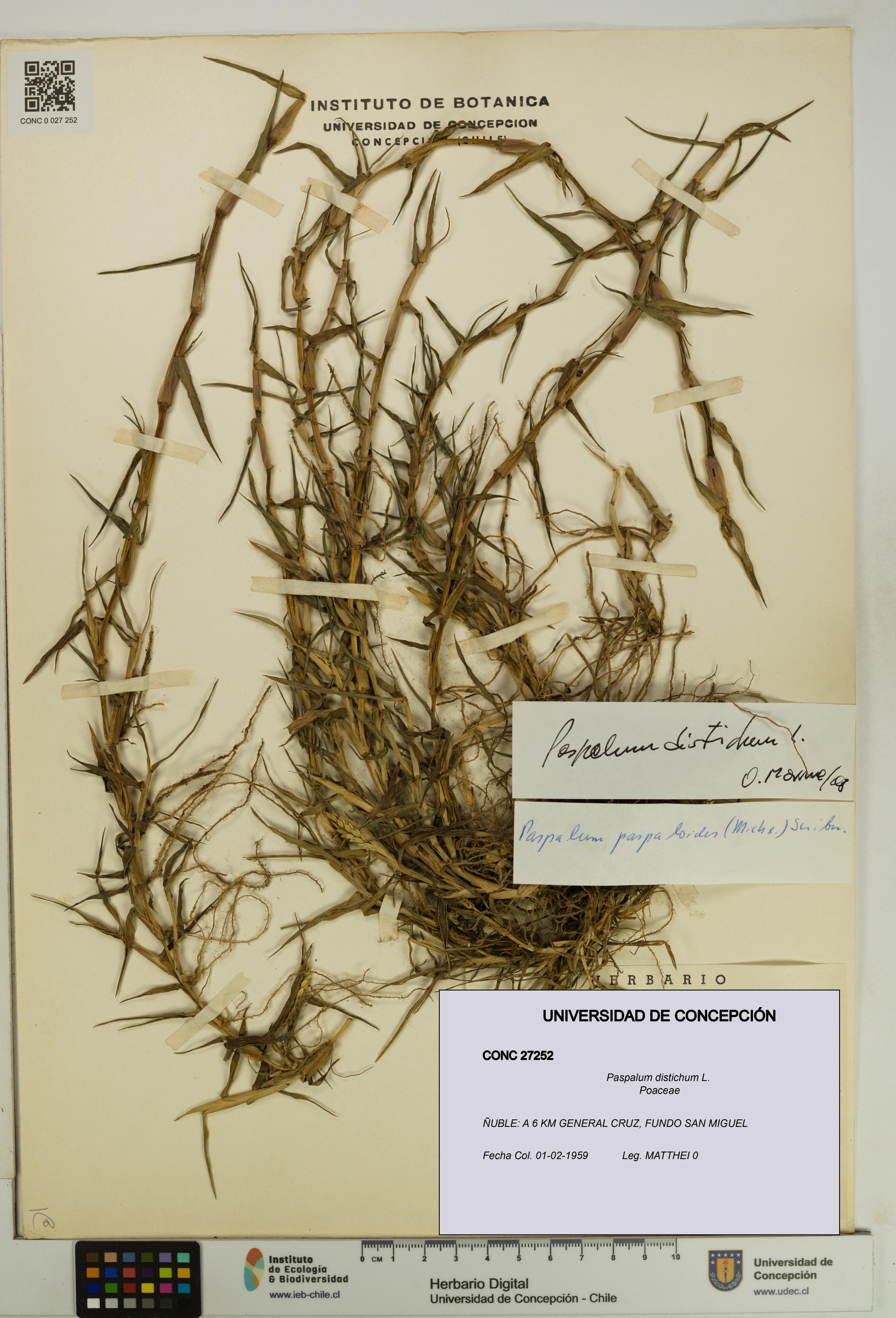 Paspalum distichum [Espécimen: UDEC:CONC:0027252]