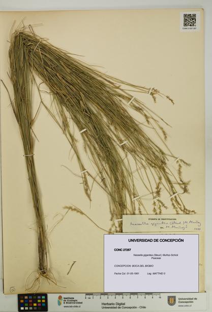 Nassella gigantea [Espécimen: UDEC:CONC:0027257]