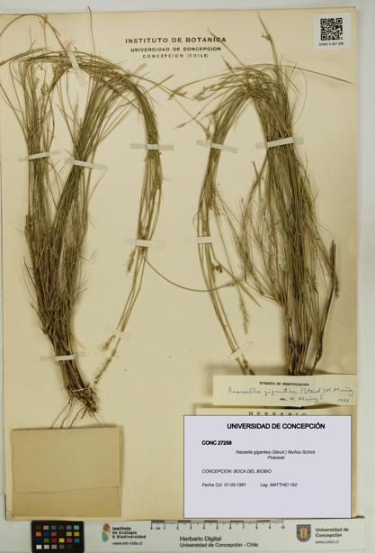 Nassella gigantea [Espécimen: UDEC:CONC:0027258]