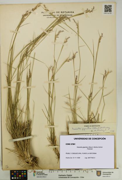 Nassella gigantea [Espécimen: UDEC:CONC:0027261]