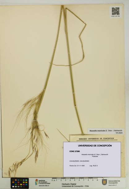 Nassella manicata [Espécimen: UDEC:CONC:0027265]