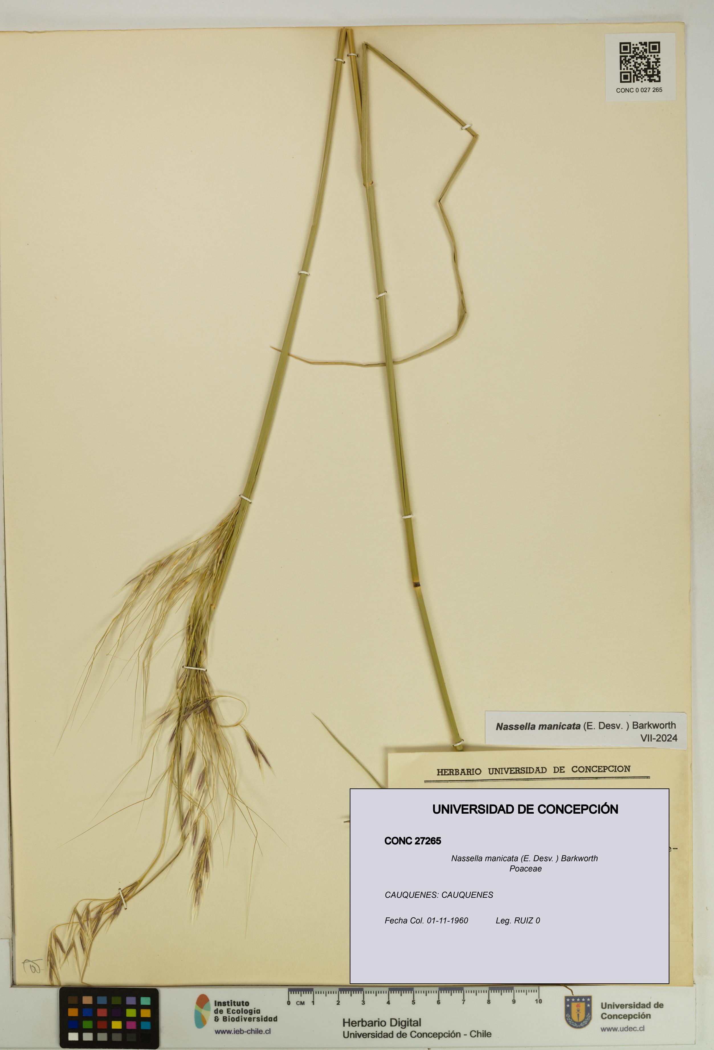 Nassella manicata [Espécimen: UDEC:CONC:0027265]