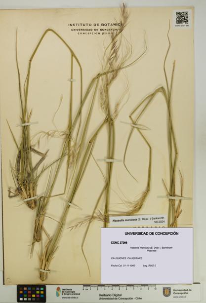Nassella manicata [Espécimen: UDEC:CONC:0027266]