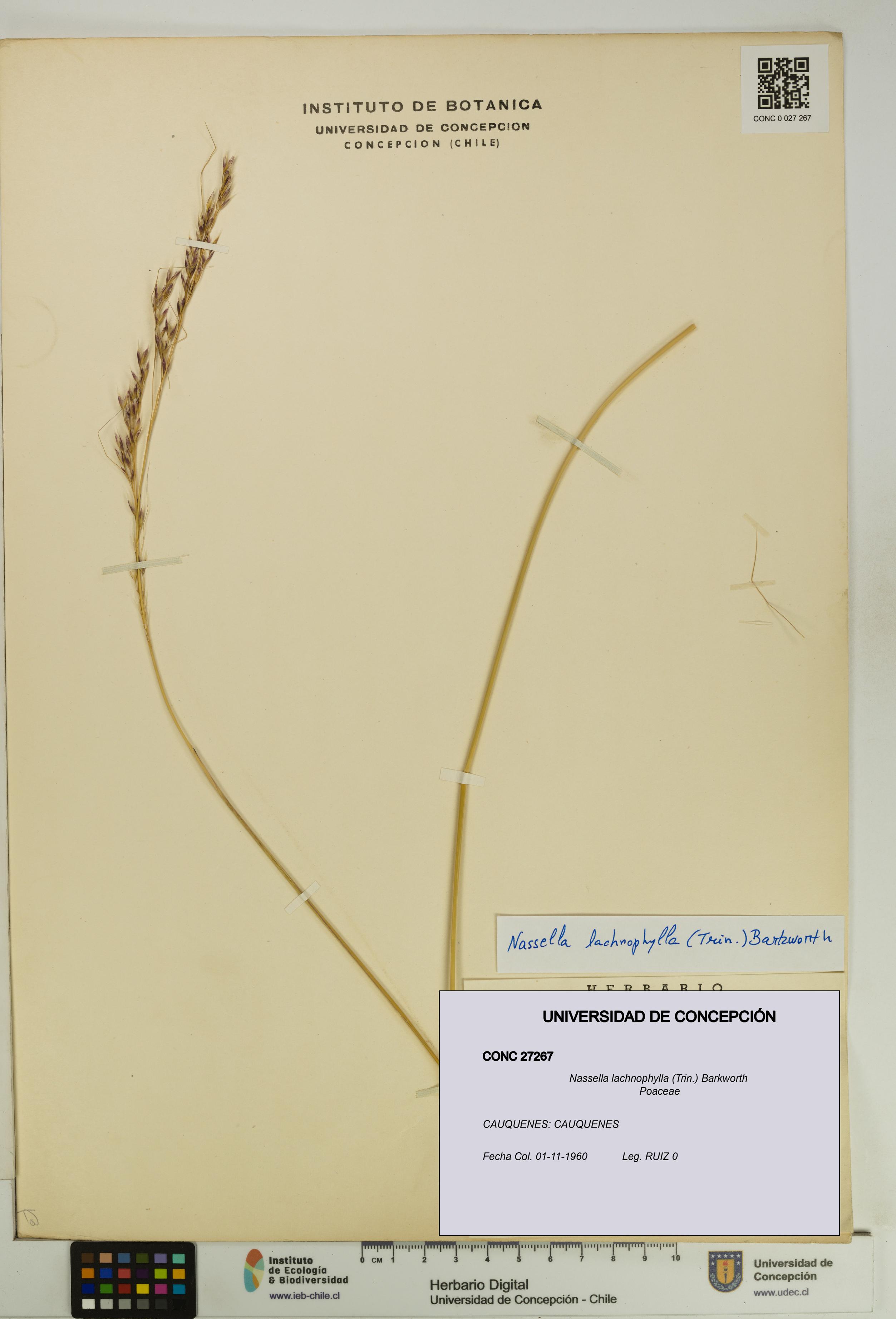Nassella lachnophylla [Espécimen: UDEC:CONC:0027267]