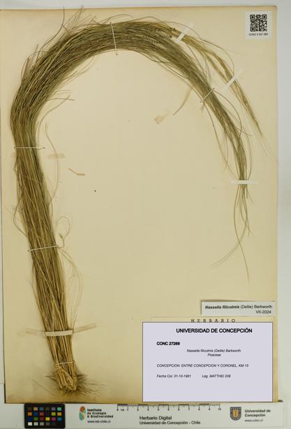 Nassella filiculmis [Espécimen: UDEC:CONC:0027269]