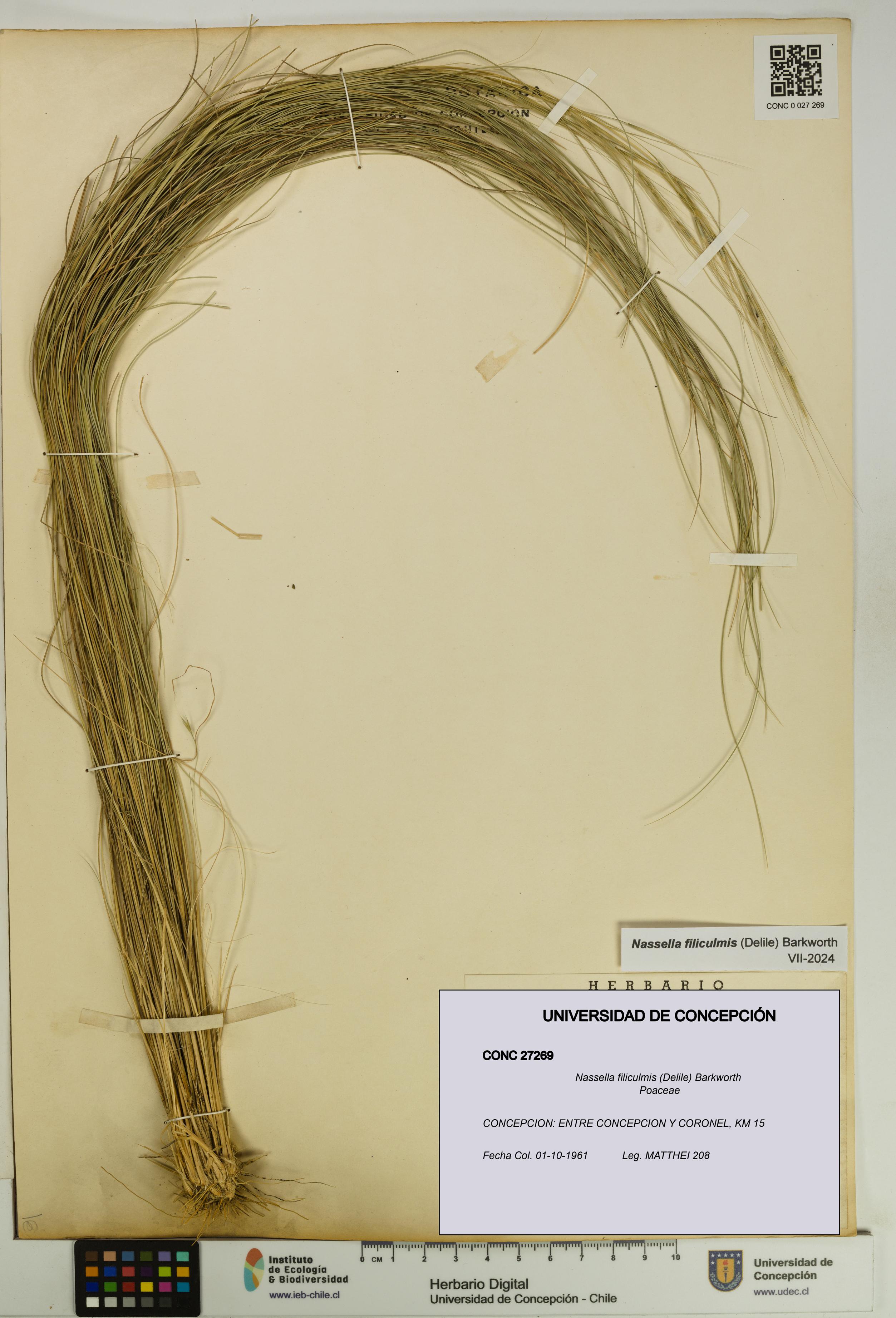 Nassella filiculmis [Espécimen: UDEC:CONC:0027269]