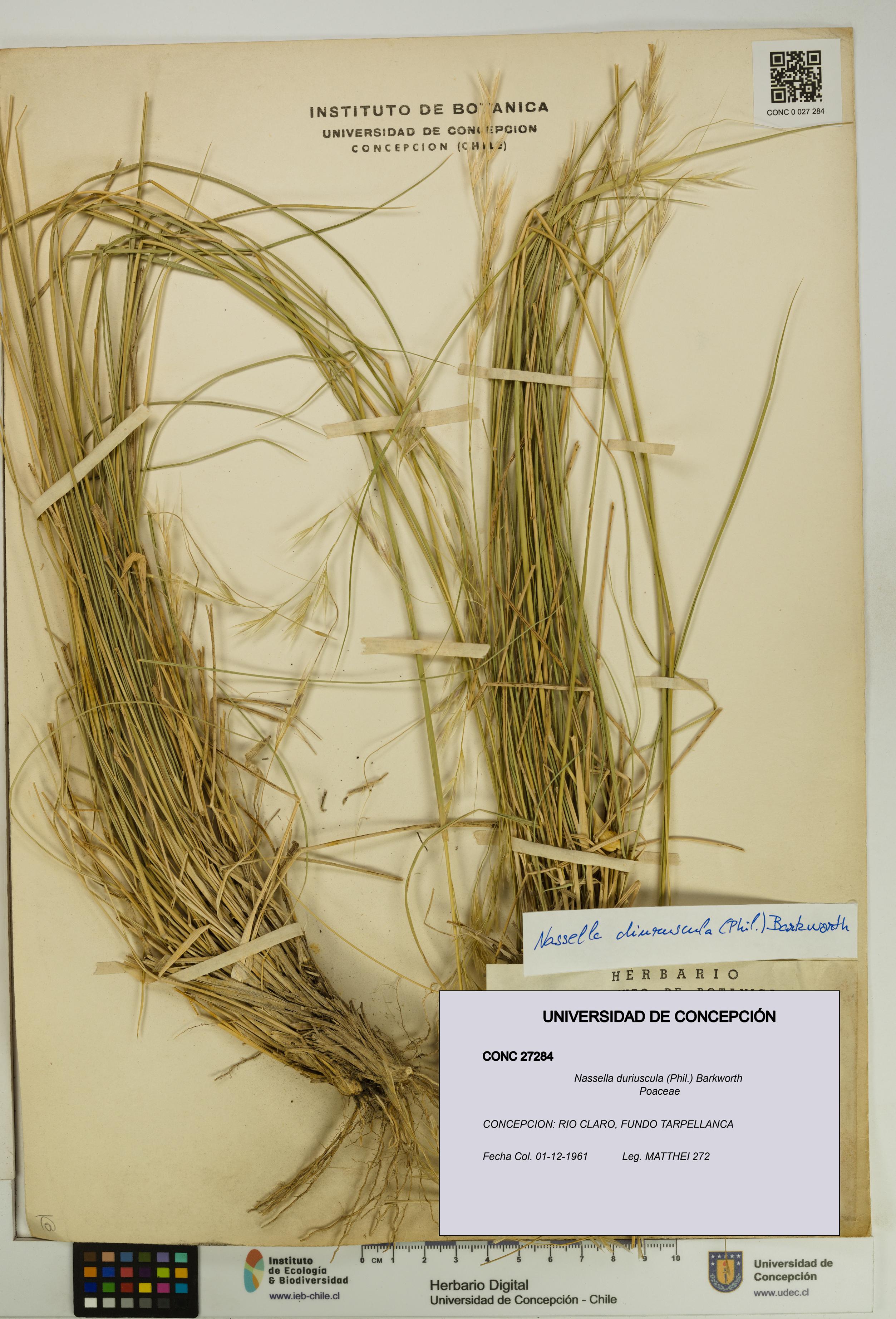 Nassella duriuscula [Espécimen: UDEC:CONC:0027284]