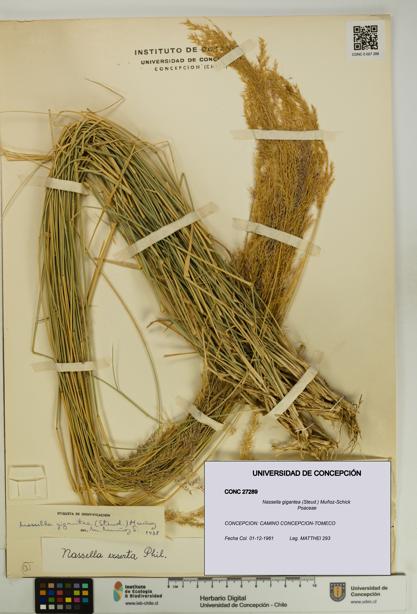 Nassella gigantea [Espécimen: UDEC:CONC:0027289]