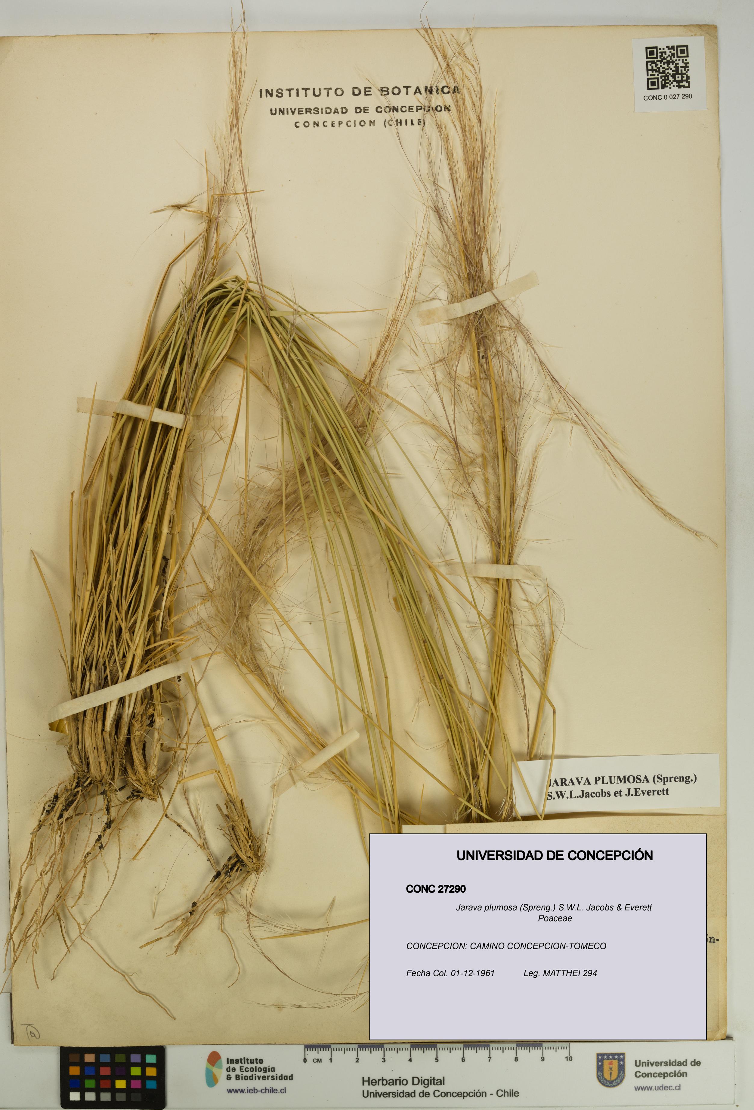 Jarava plumosa [Espécimen: UDEC:CONC:0027290]