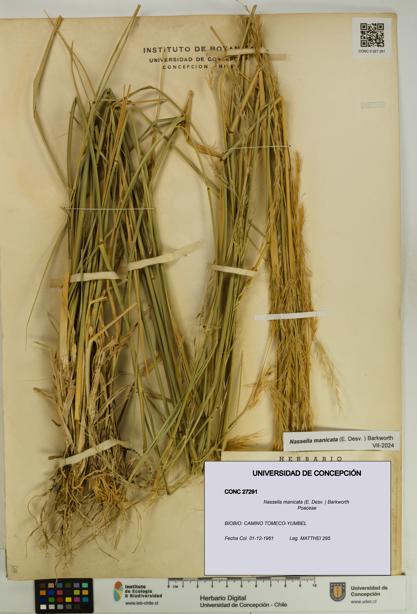 Nassella manicata [Espécimen: UDEC:CONC:0027291]