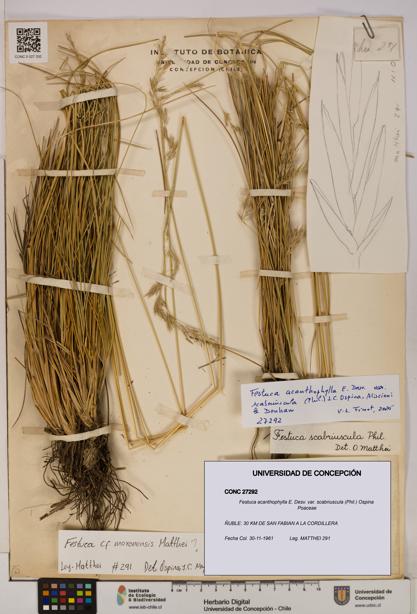 Festuca acanthophylla [Espécimen: UDEC:CONC:0027292]