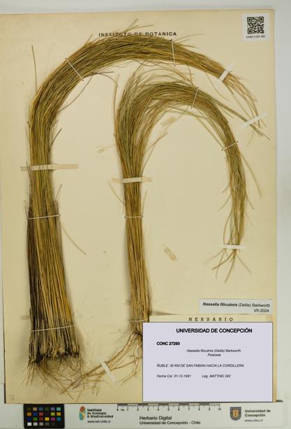 Nassella filiculmis [Espécimen: UDEC:CONC:0027293]