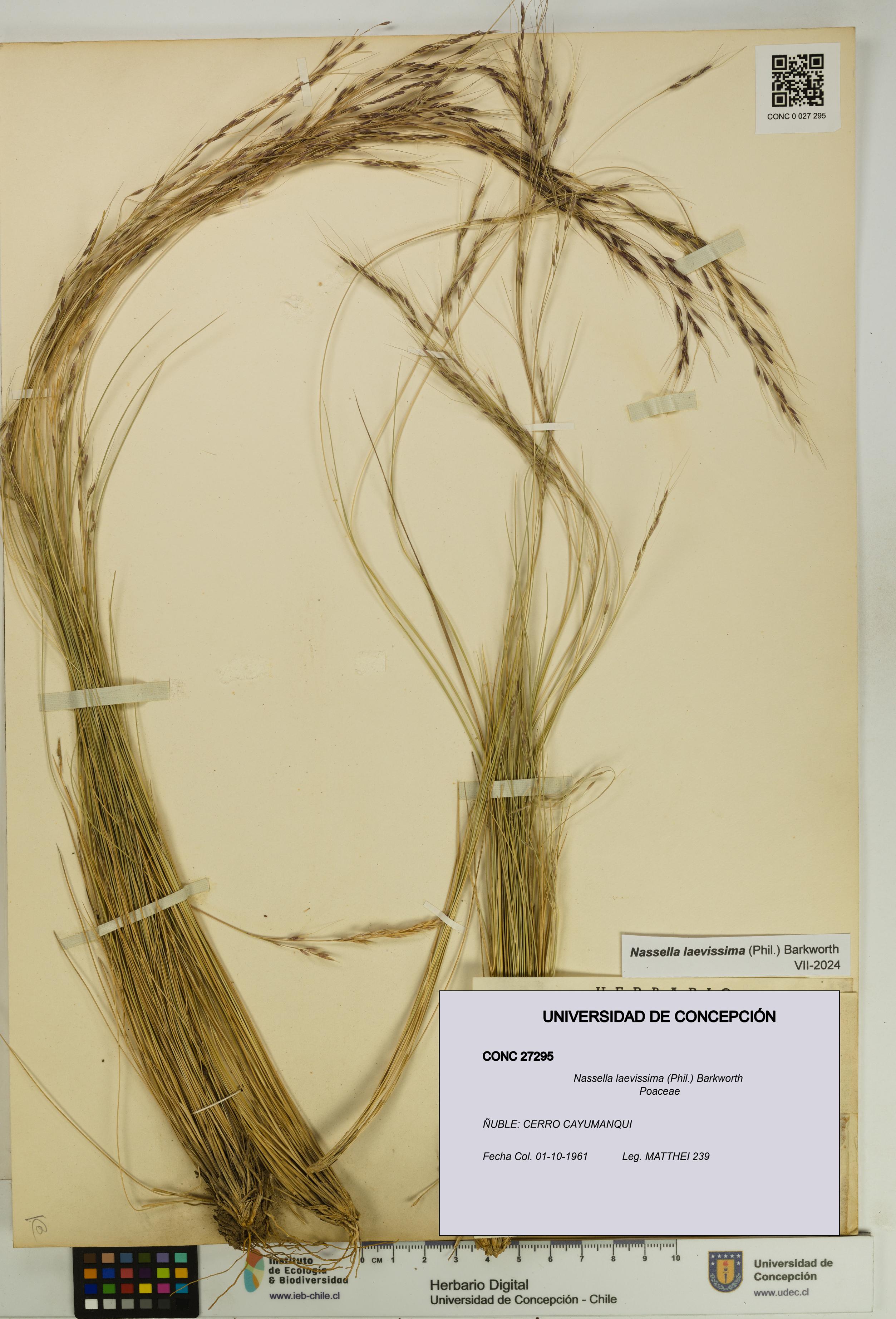 Nassella laevissima [Espécimen: UDEC:CONC:0027295]