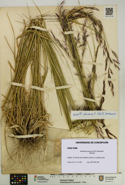 Nassella duriuscula [Espécimen: UDEC:CONC:0027298]