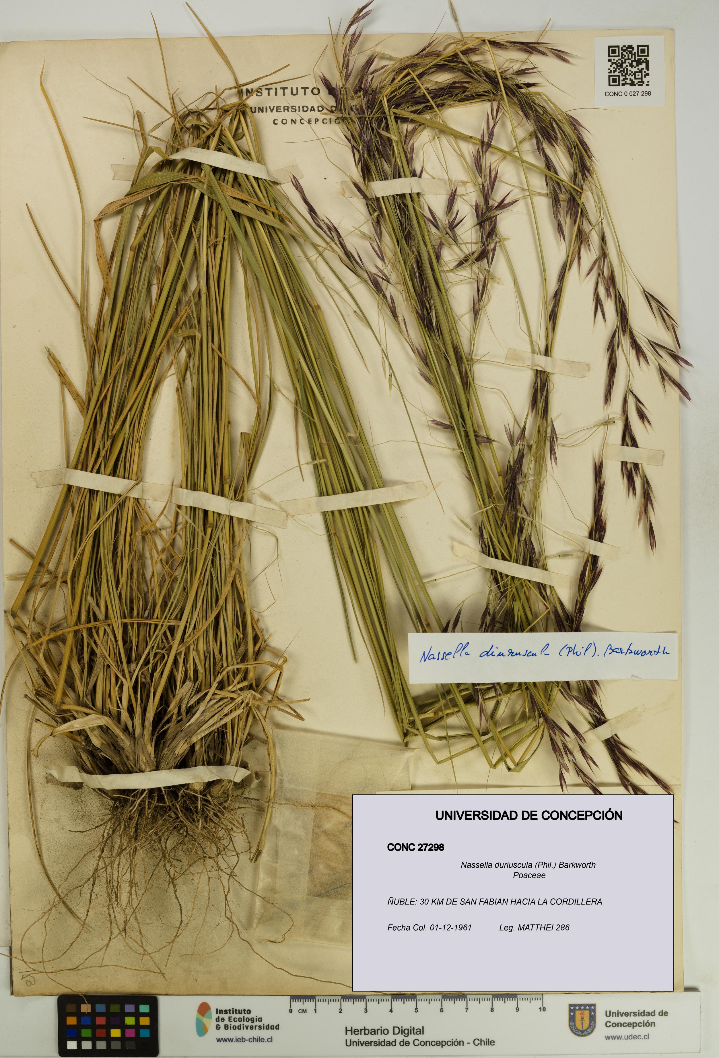 Nassella duriuscula [Espécimen: UDEC:CONC:0027298]