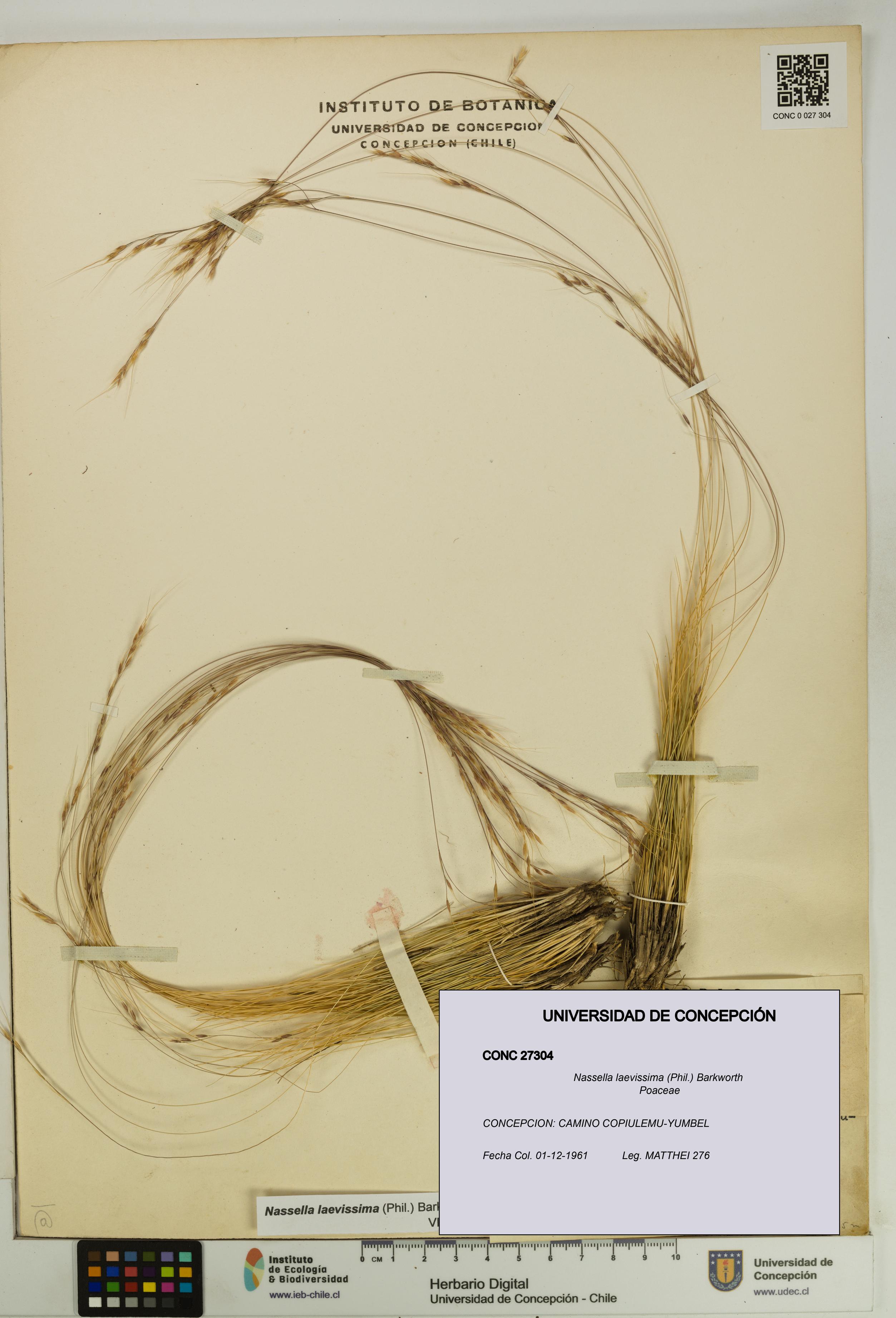 Nassella laevissima [Espécimen: UDEC:CONC:0027304]