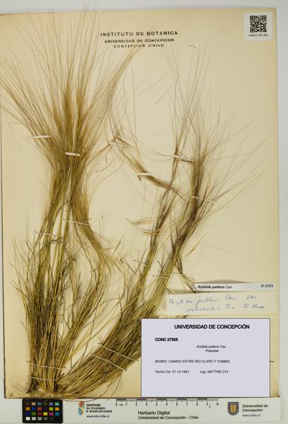 Aristida pallens [Espécimen: UDEC:CONC:0027305]