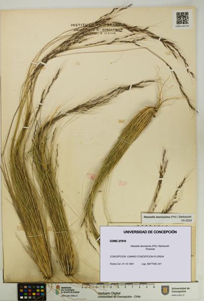 Nassella laevissima [Espécimen: UDEC:CONC:0027310]