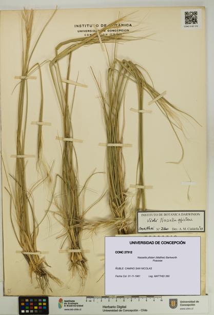 Nassella pfisteri [Espécimen: UDEC:CONC:0027312]