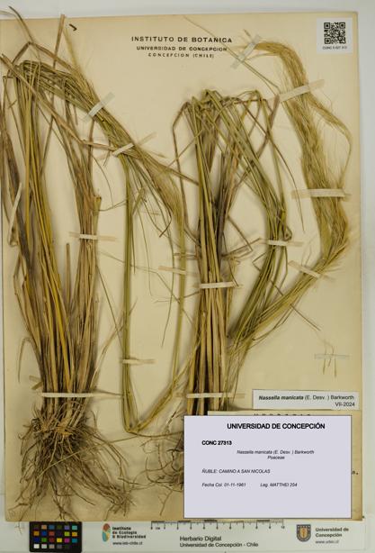 Nassella manicata [Espécimen: UDEC:CONC:0027313]