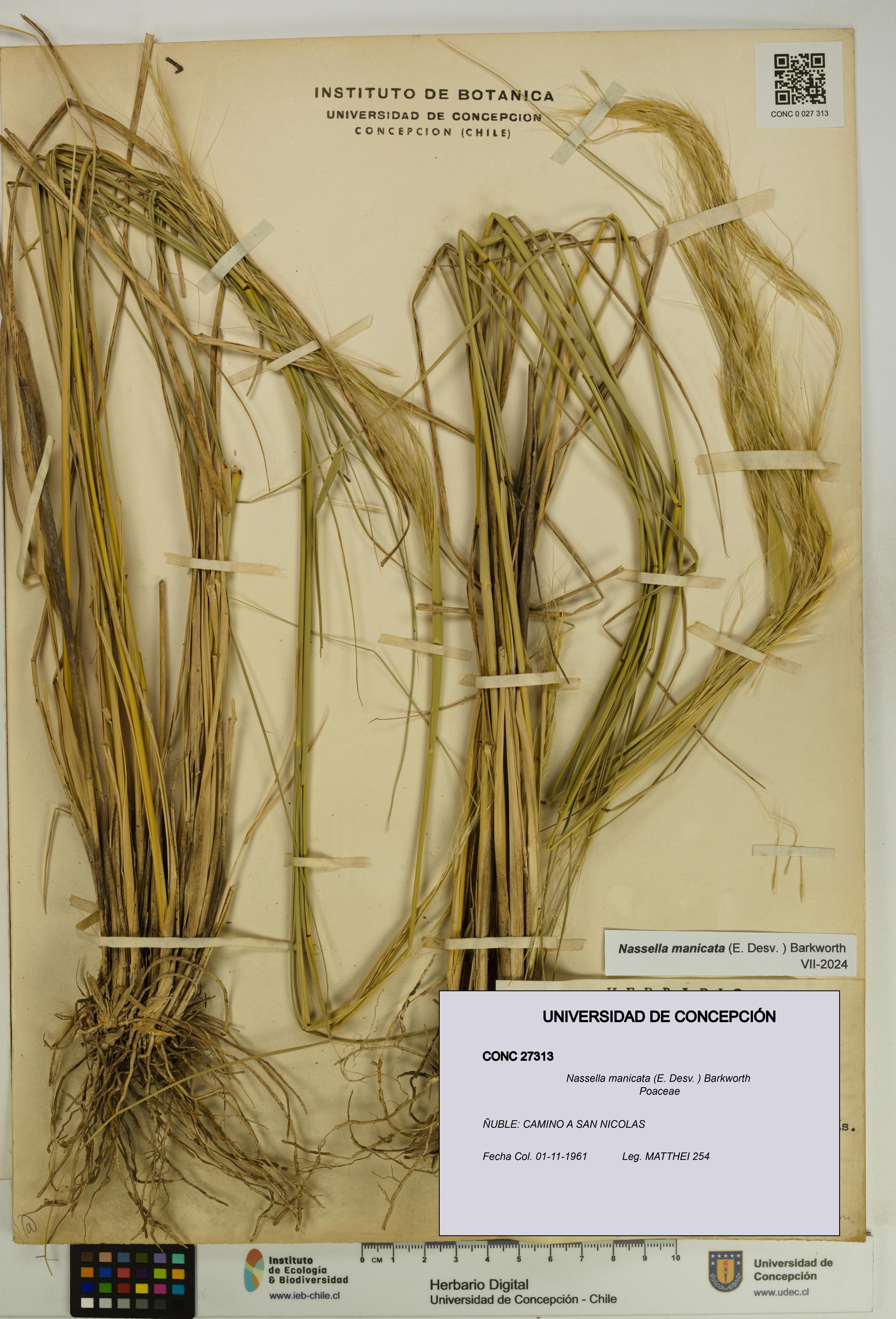 Nassella manicata [Espécimen: UDEC:CONC:0027313]