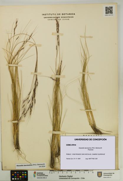Nassella laevissima [Espécimen: UDEC:CONC:0027314]
