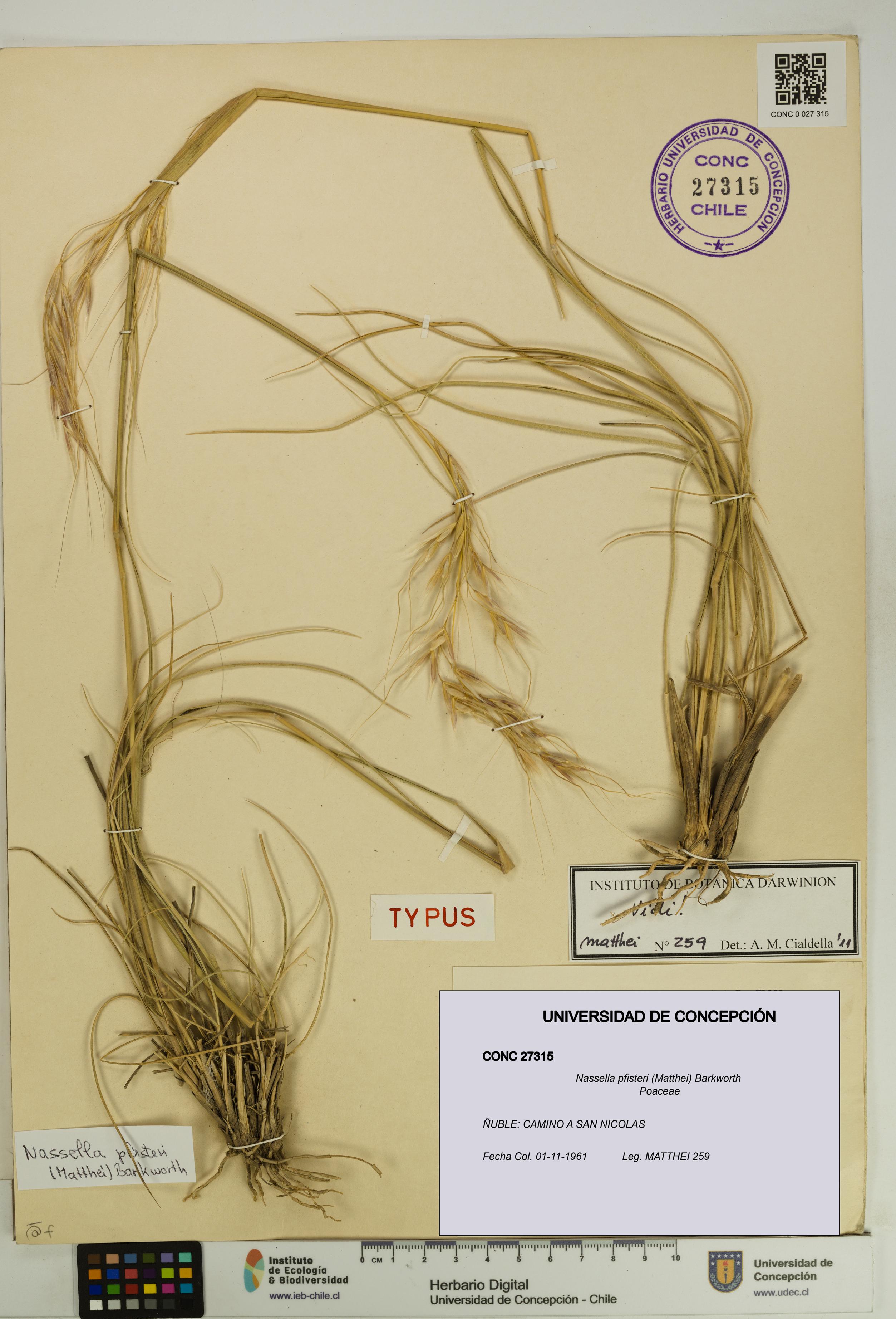Nassella pfisteri [Espécimen: UDEC:CONC:0027315]