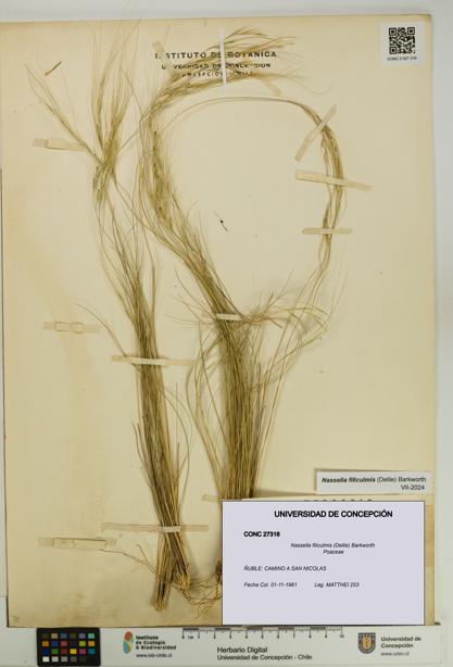 Nassella filiculmis [Espécimen: UDEC:CONC:0027316]