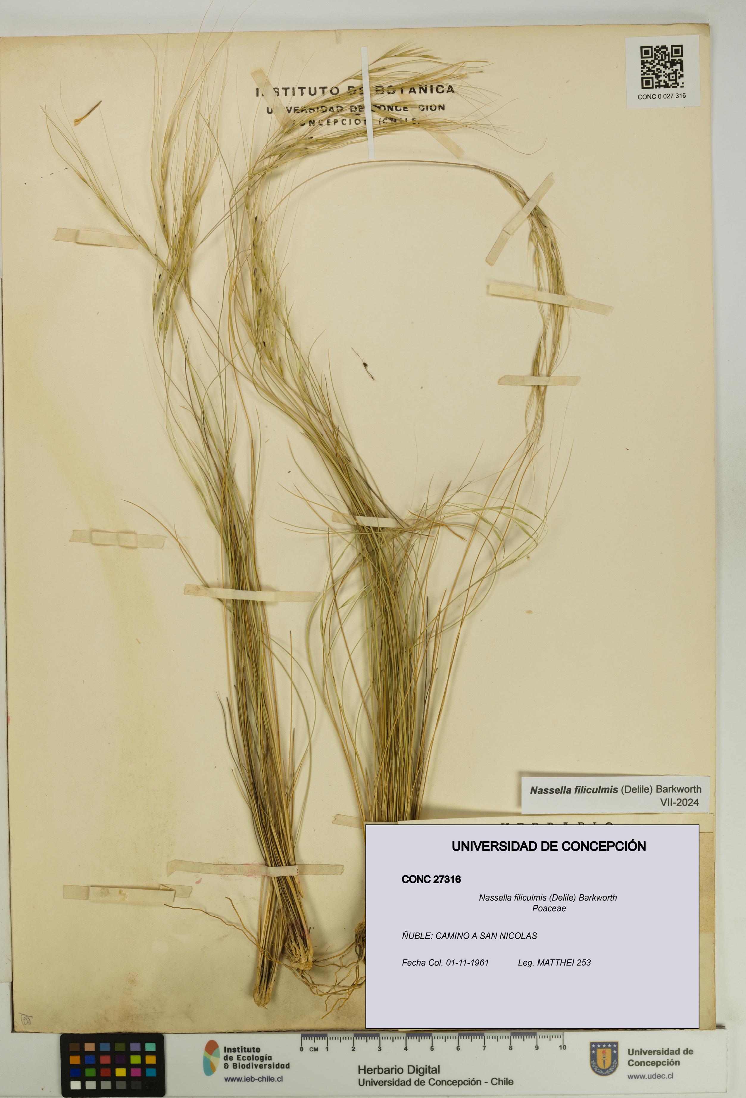 Nassella filiculmis [Espécimen: UDEC:CONC:0027316]