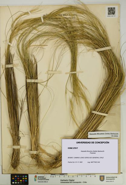 Nassella filiculmis [Espécimen: UDEC:CONC:0027317]