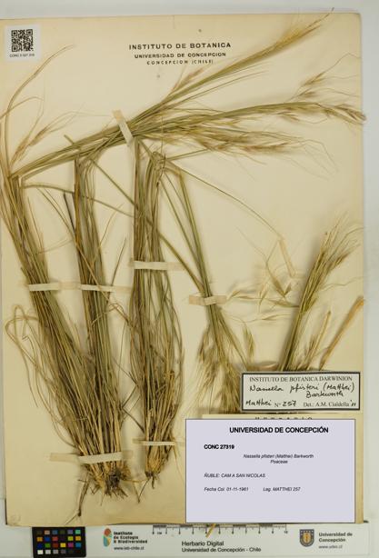Nassella pfisteri [Espécimen: UDEC:CONC:0027319]