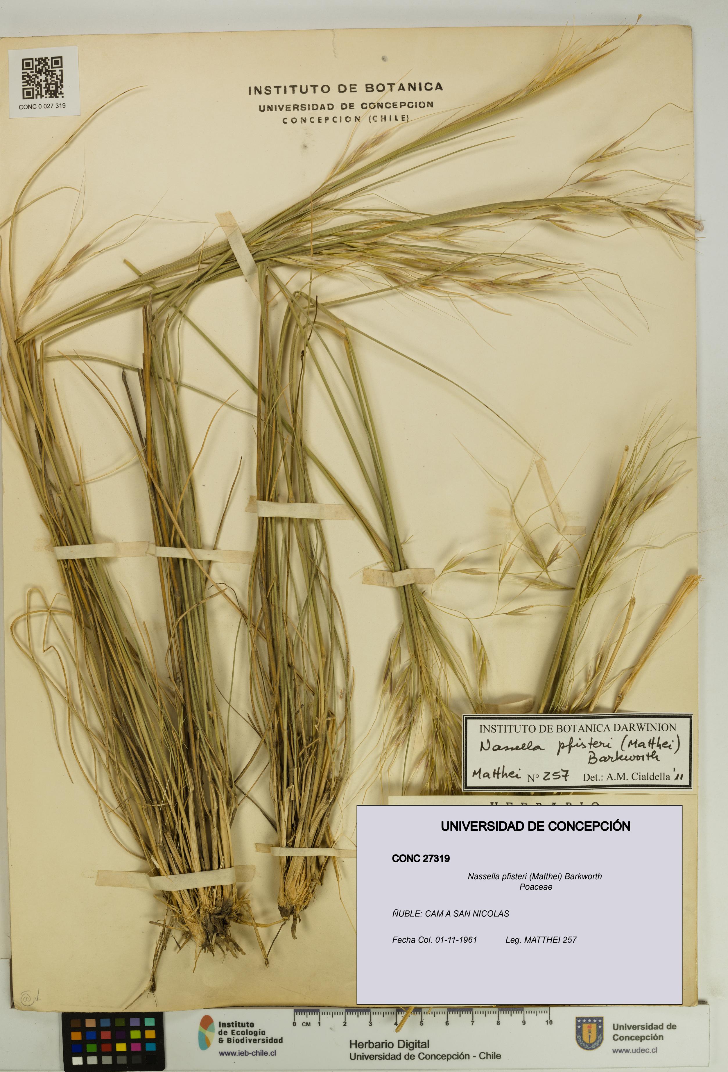 Nassella pfisteri [Espécimen: UDEC:CONC:0027319]