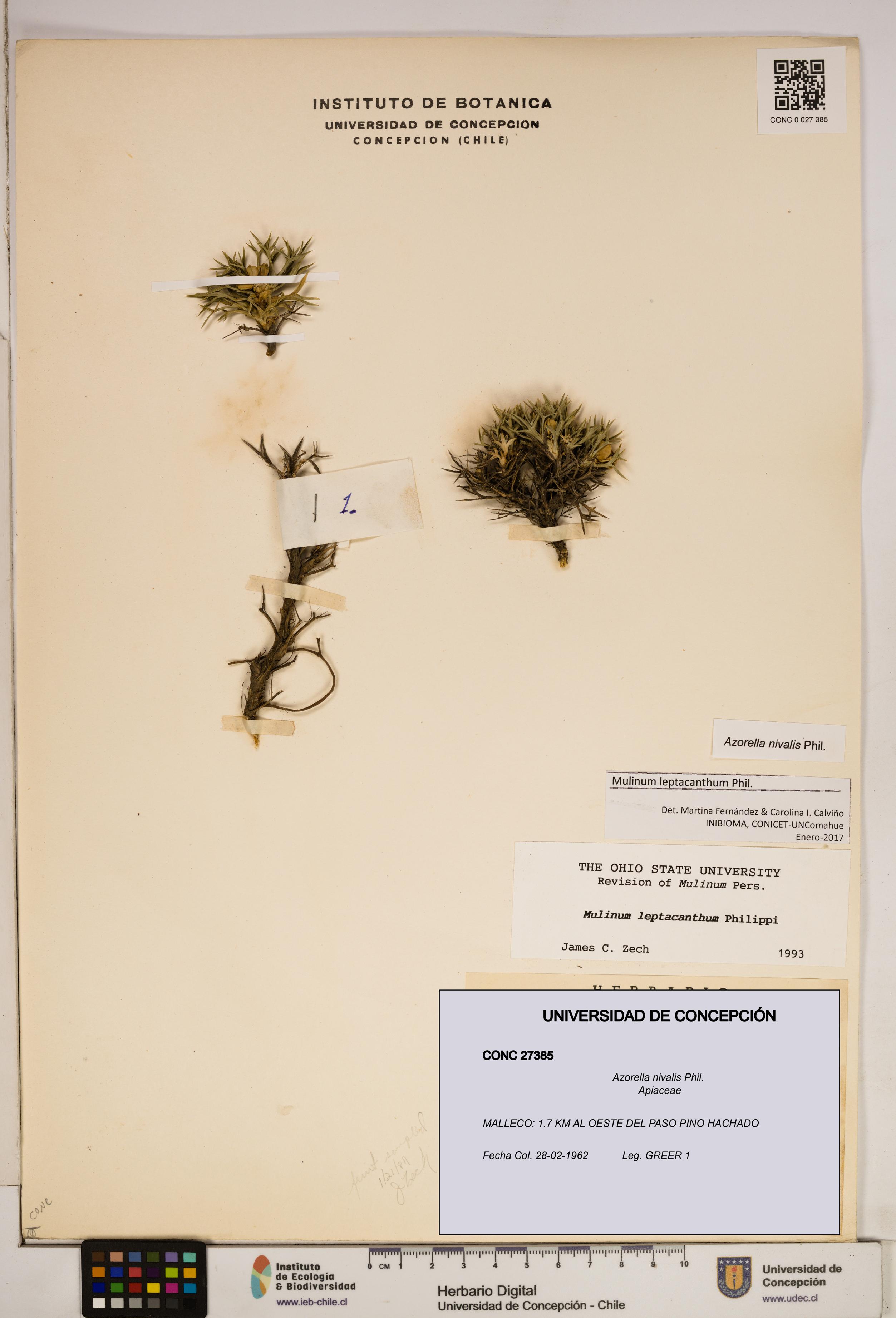 Azorella nivalis [Espécimen: ]