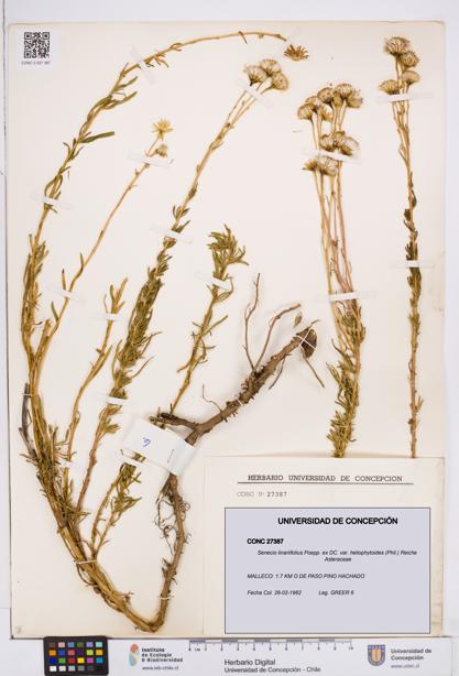 Senecio linariifolius var. heliophytoides [Espécimen: ]