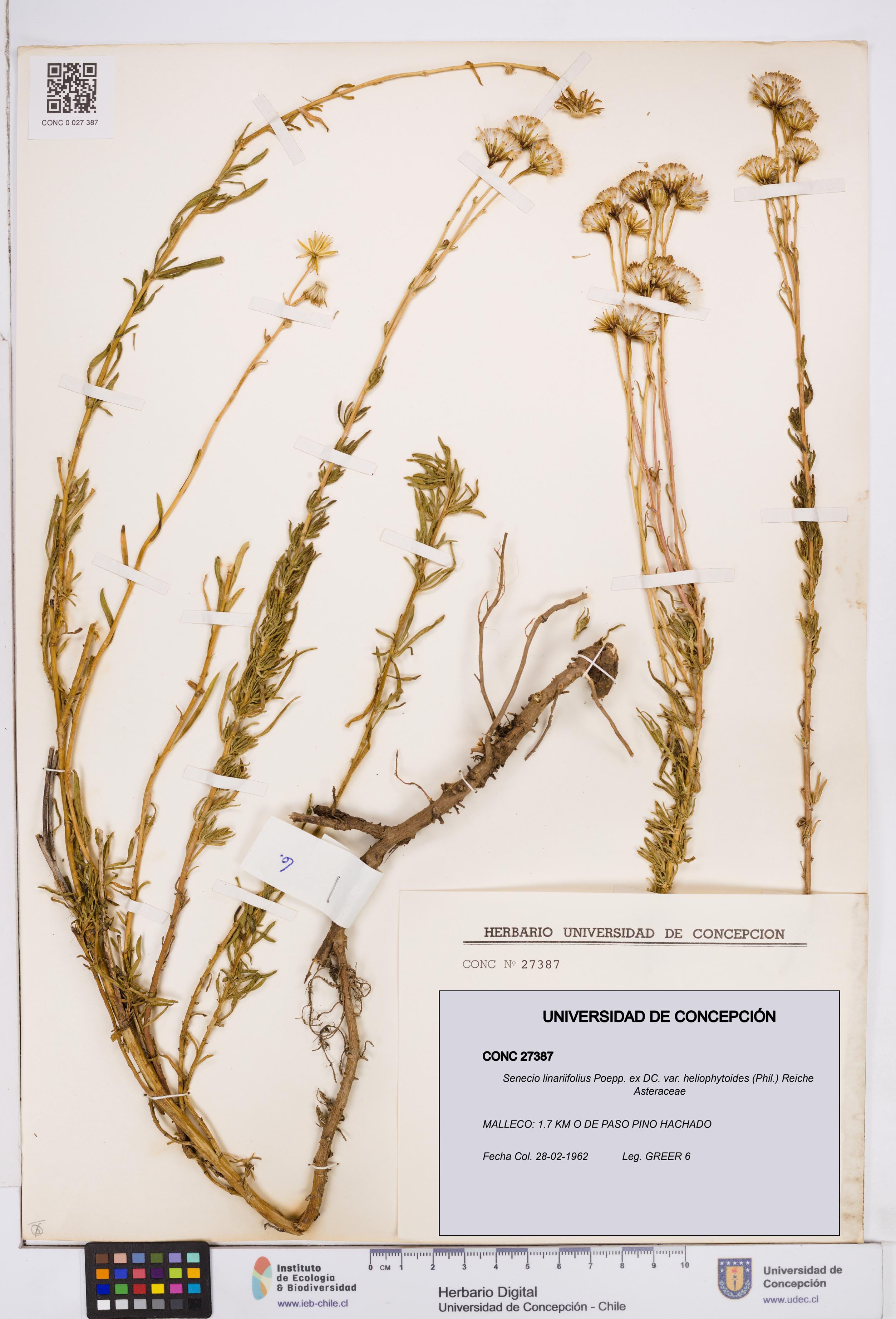 Senecio linariifolius var. heliophytoides [Espécimen: ]