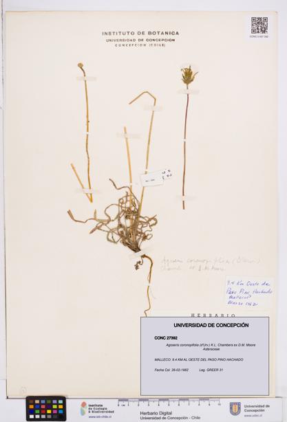 Agoseris coronopifolia [Espécimen: ]
