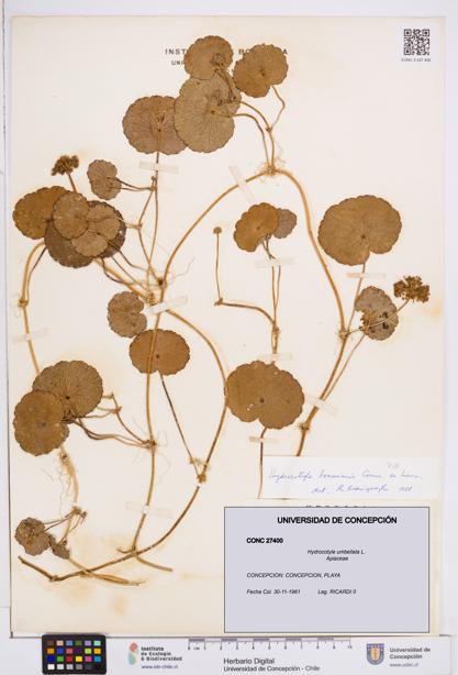 Hydrocotyle umbellata [Espécimen: ]