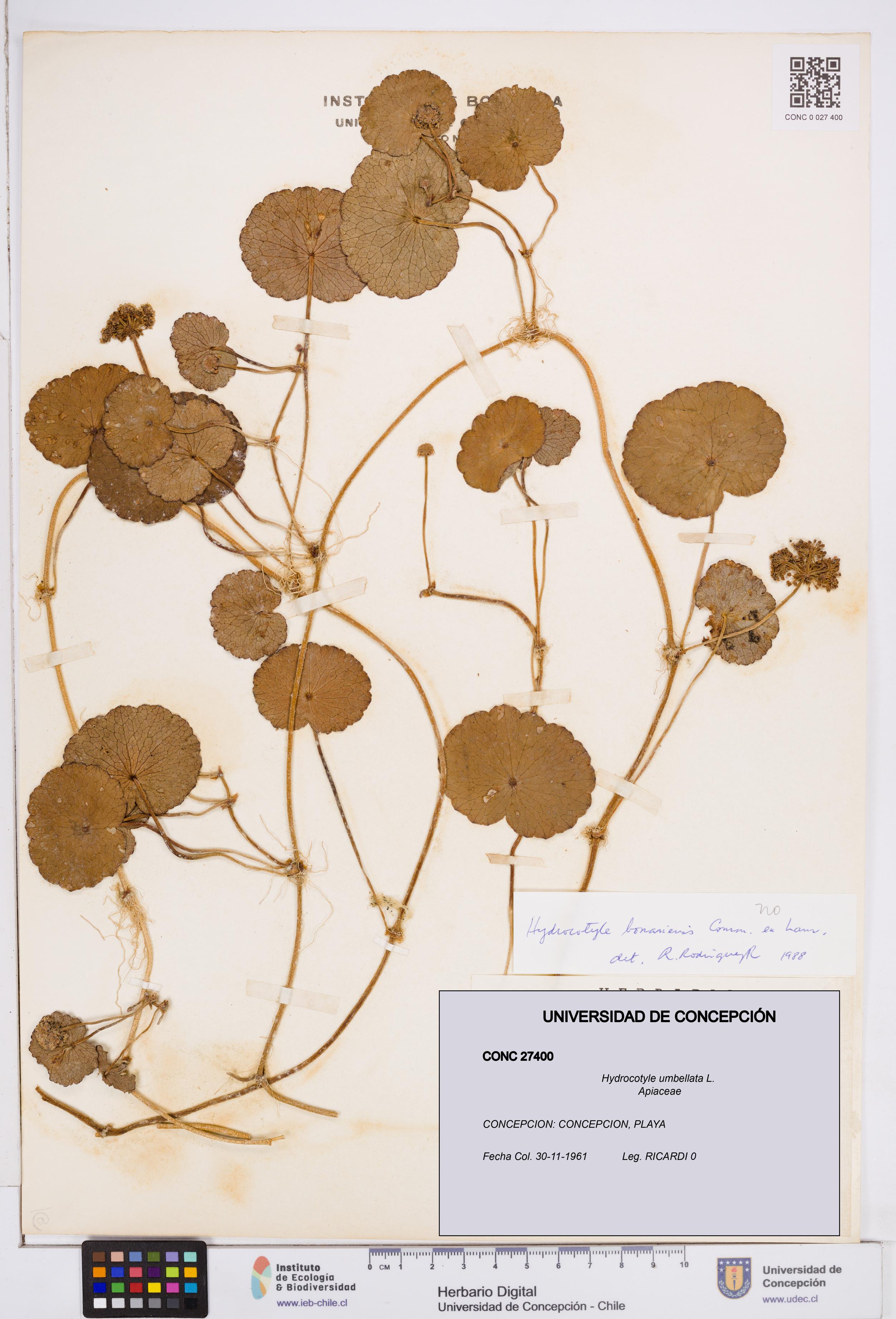 Hydrocotyle umbellata [Espécimen: ]
