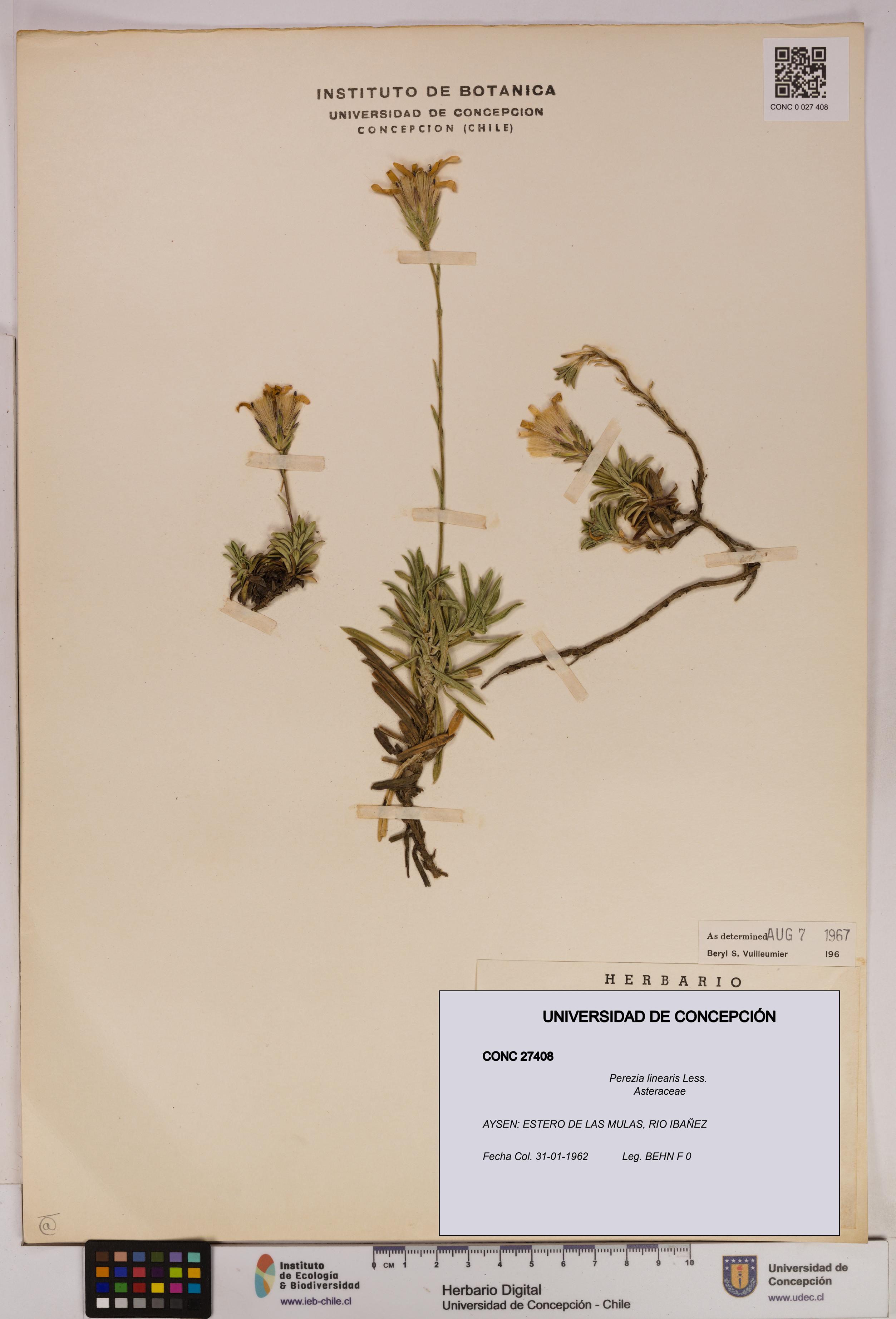 Perezia linearis [Espécimen: UDEC:CONC:0027408]