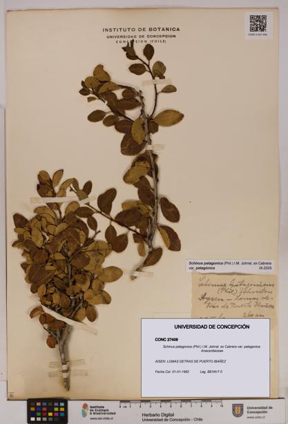 Schinus patagonica [Espécimen: UDEC:CONC:0027409]