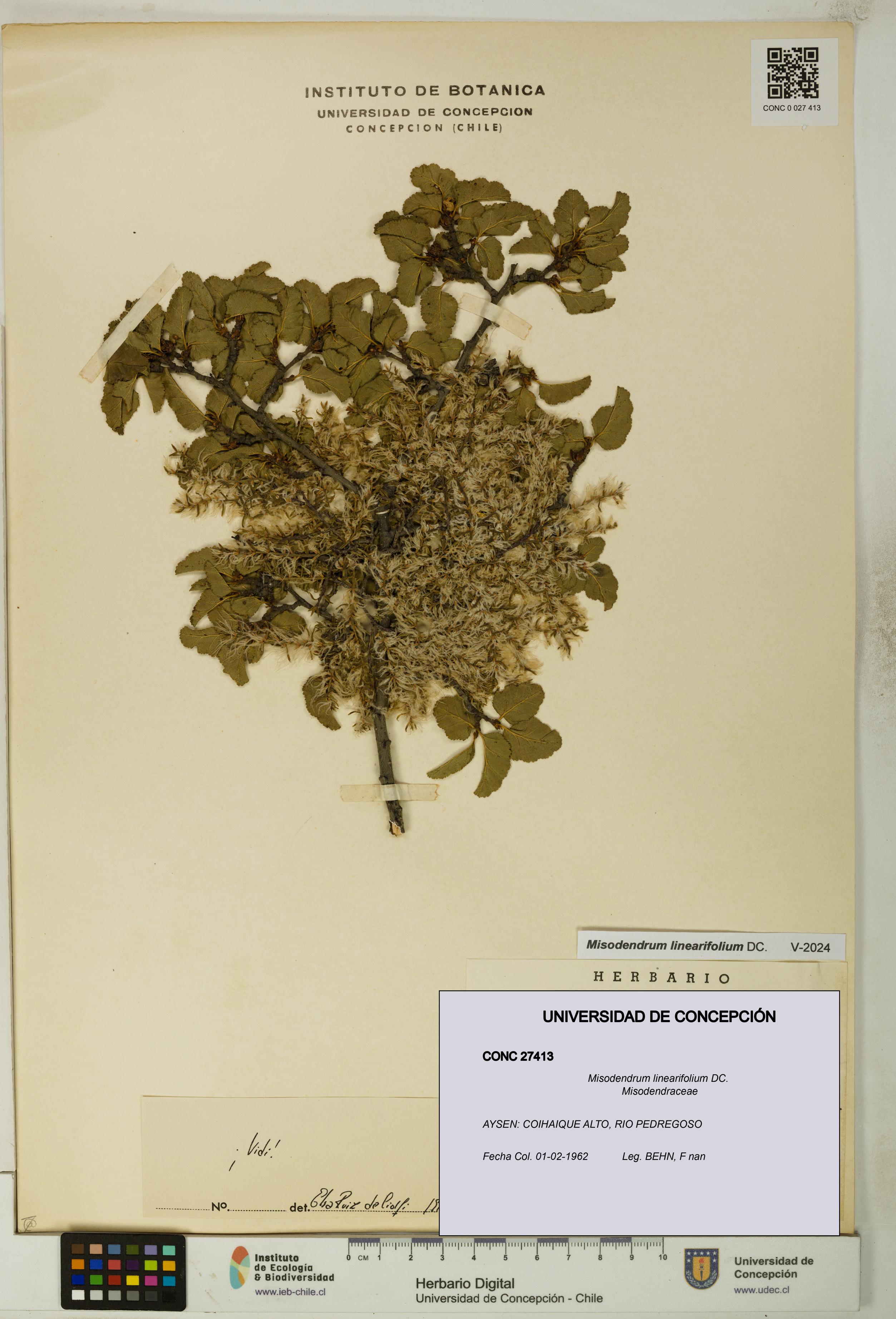 Misodendrum linearifolium [Espécimen: UDEC:CONC:0027413]