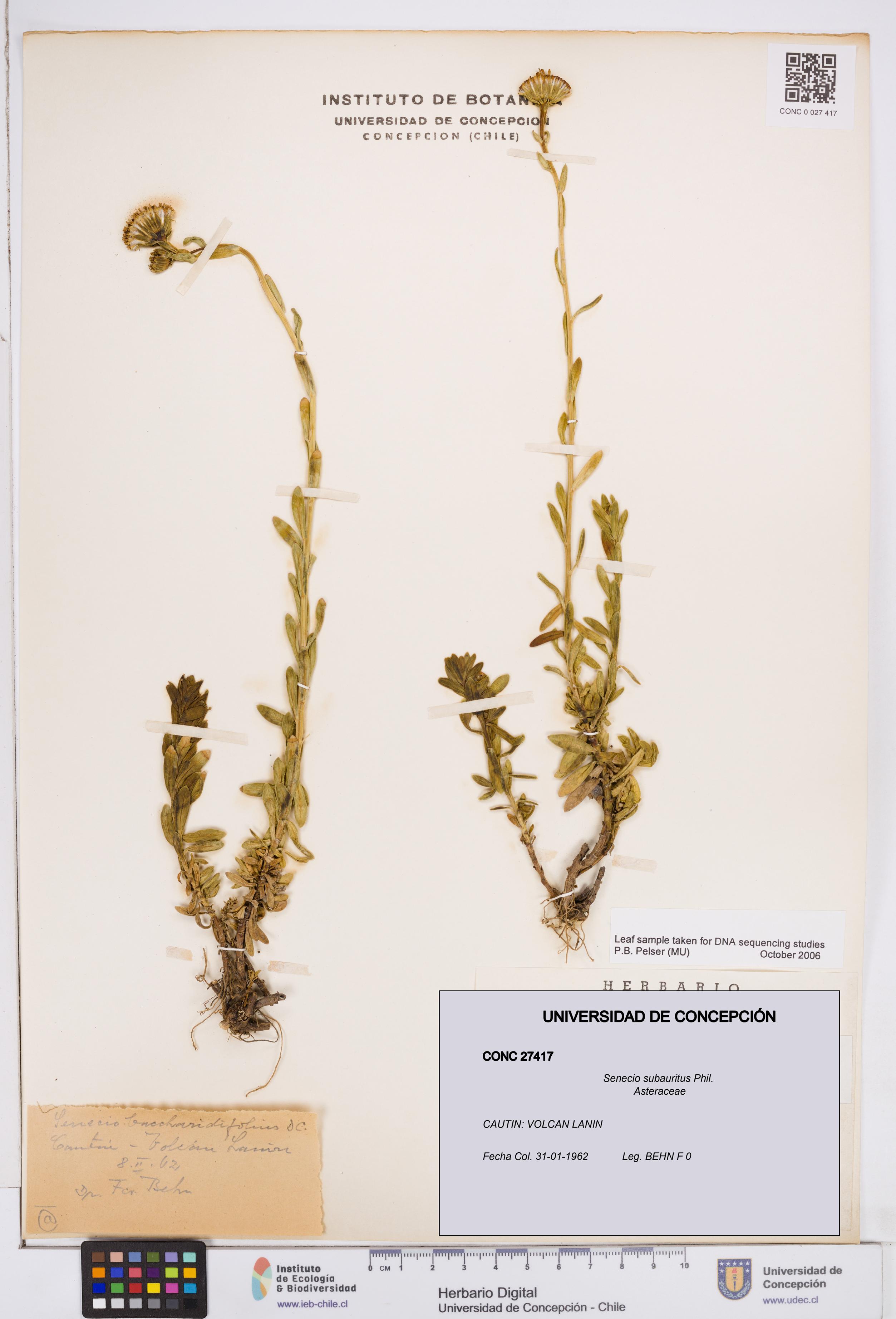 Senecio subauritus [Espécimen: ]