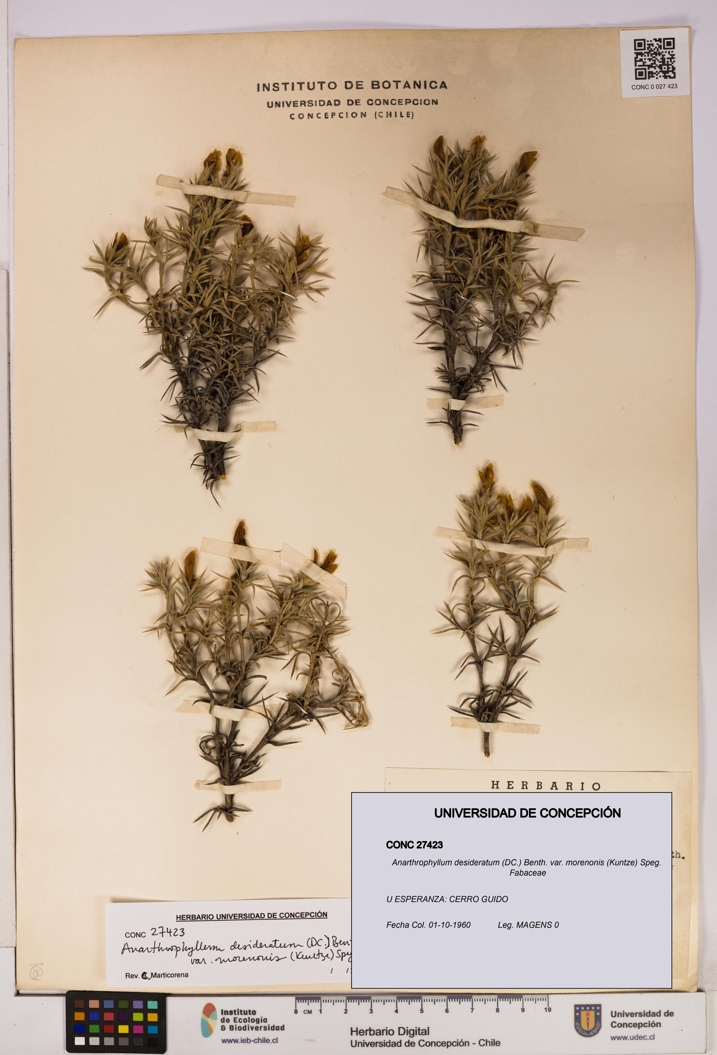 Anarthrophyllum desideratum var. morenonis [Espécimen: UDEC:CONC:0027423]